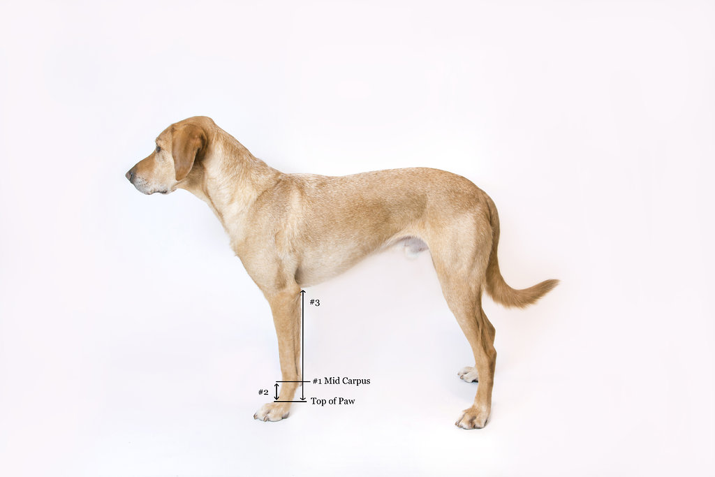 Dog Carpal Hyperextension 