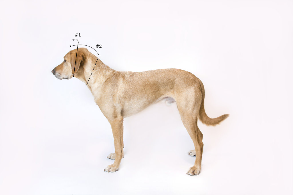 Aquatic Rehabilitation Splash Ear Protection For Dogs