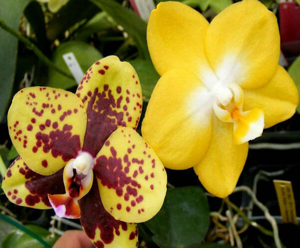 phalaenopsis2a.jpg