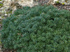 Abies koreana ' Cis ' Dwarf Korean Fir - Kigi Nursery