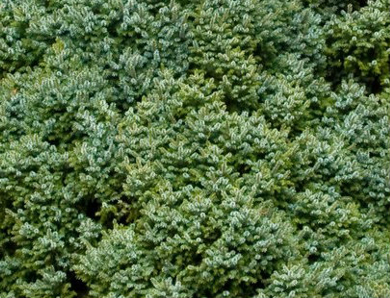 Picea omorika ' Nana ' Lollipop Dwarf Serbian Spruce ...