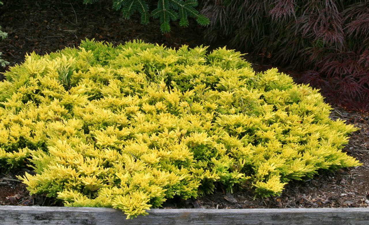 Juniperus horizontalis ' Gold Strike ' Dwarf Golden Creeping Juniper Kigi Nursery