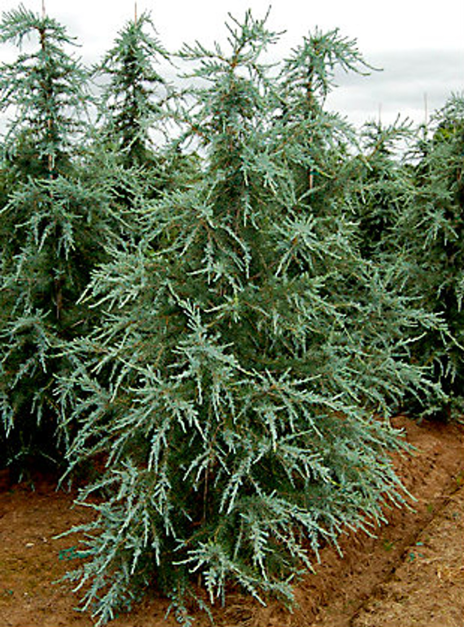 Cedrus deodara ' Sanders Blue ' Blue Himalayan Cedar Kigi Nursery