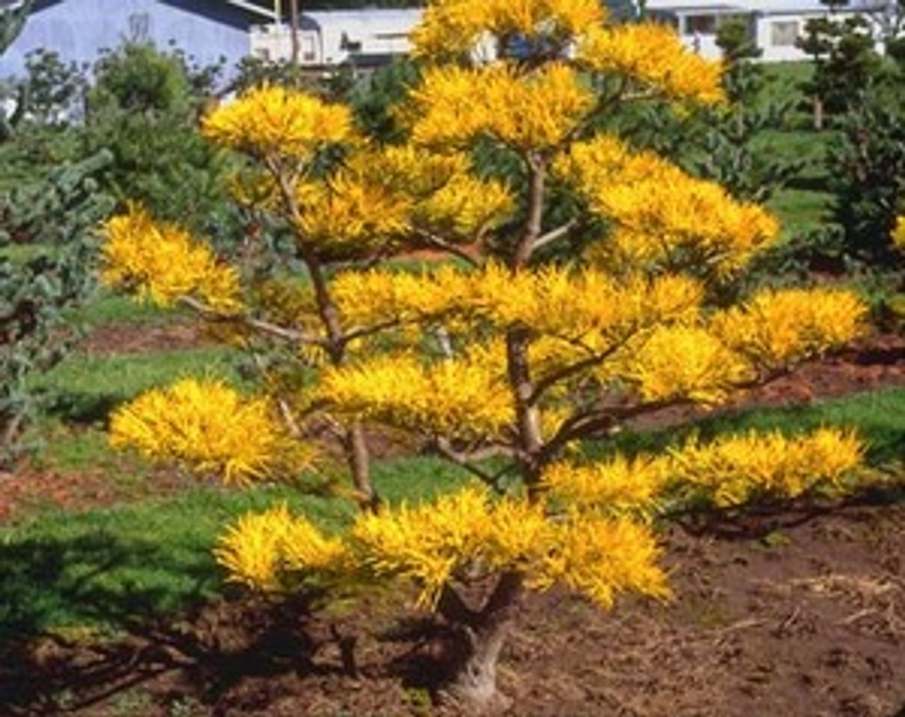 Pinus virginiana ' Wate's Golden ' Gold Scrub Pine Kigi Nursery