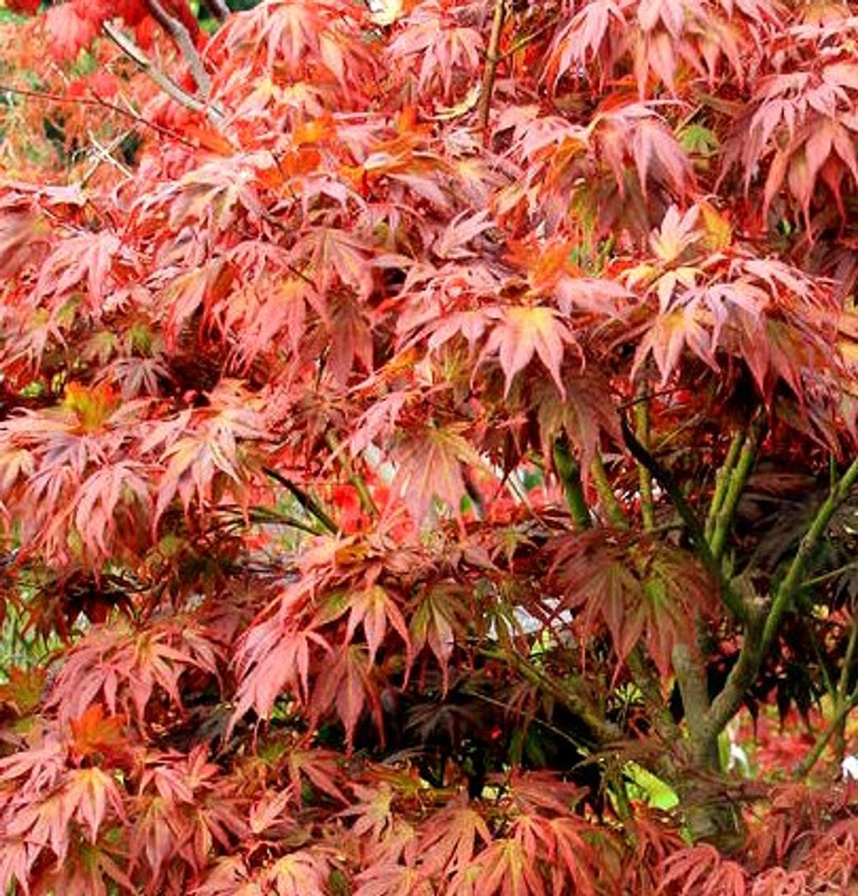 types of maple trees in oregon