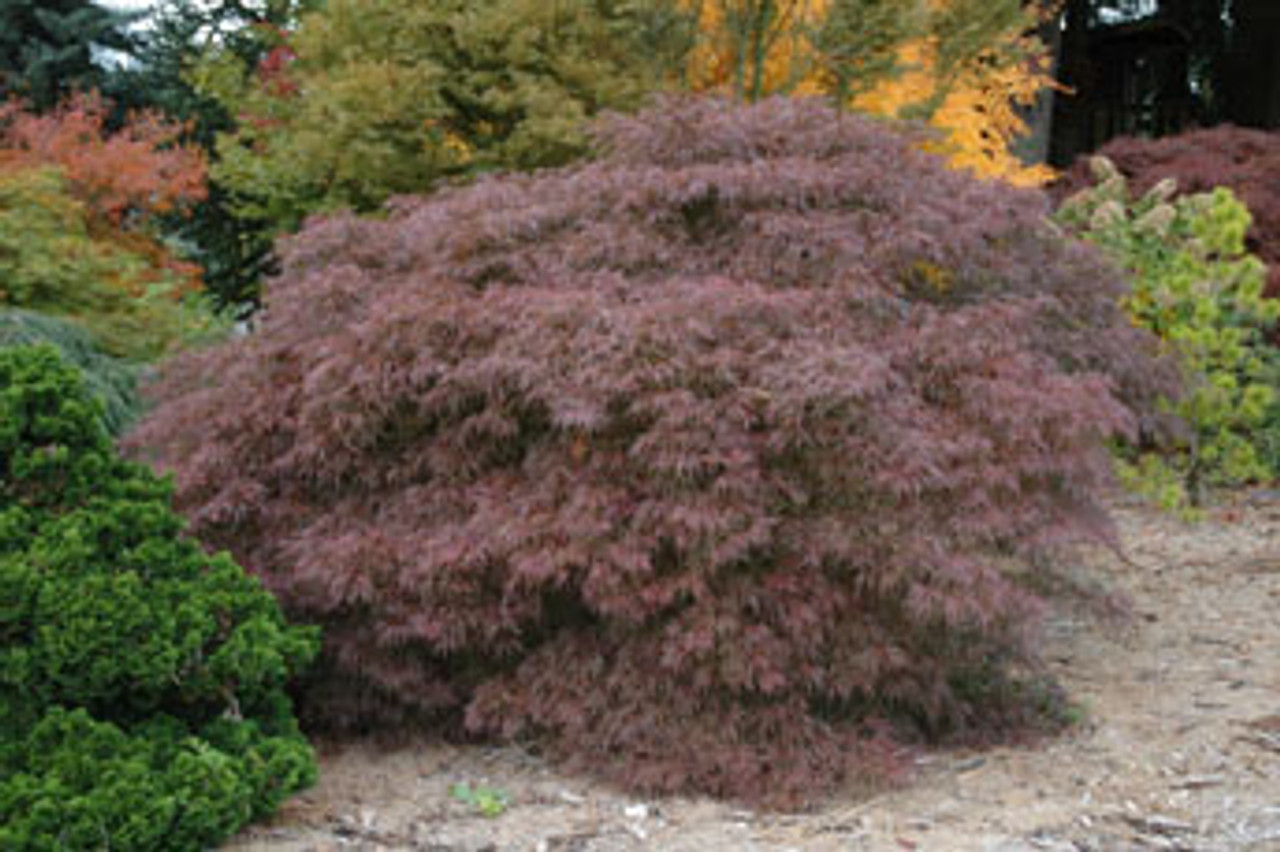Acer palmatum dissectum ' Inaba shidare ' Cutleaf Japanese Maple Kigi Nursery Acer palmatum dissectum ' Inaba shidare ' Cutleaf Japanese Maple Kigi Nursery