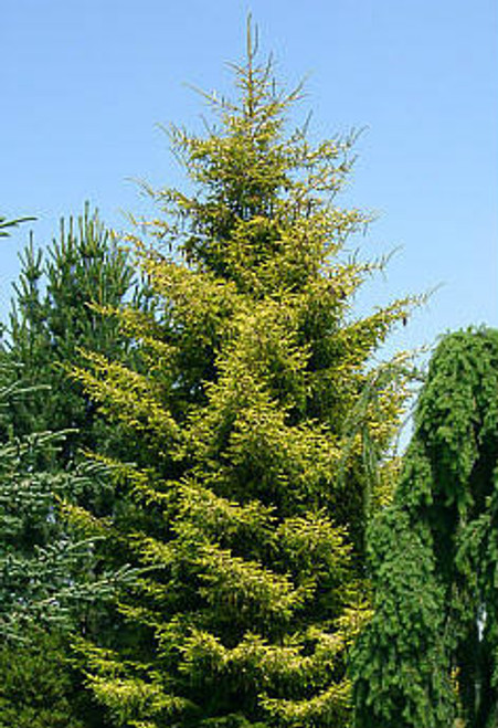 Picea orientalis ' Skylands ' Golden Oriental Spruce - Kigi Nursery