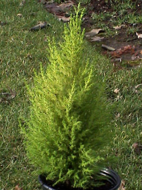 Cupressus macrocarpa ' Wilma Goldcrest ' Golden Monterey ...