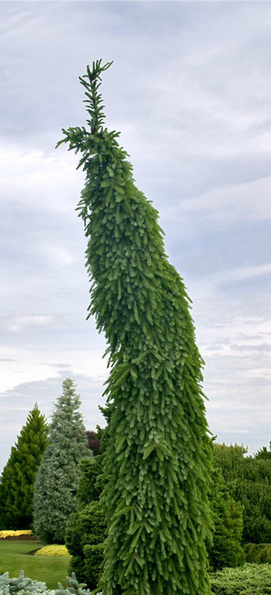 Picea omorika ' Gotelli Weeping ' Pendulous Serbian Spruce ...