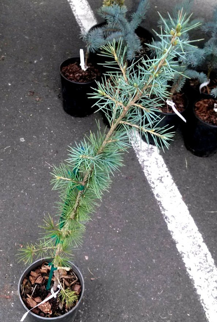 cedrus deodara 39 electra blue 39 himalayan cedar kigi nursery stencil it