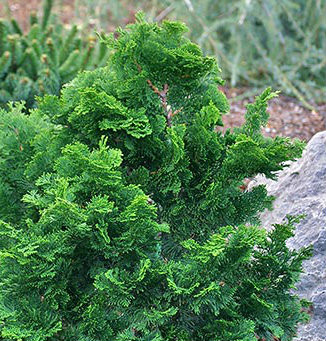 Chamaecyparis obtusa ' Flabelliformis ' Miniature Hinoki Cypress - Kigi ...