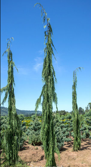 Chamaecyparis nootkatensis ' Strict Weeping ' Weeping Alaska Cedar