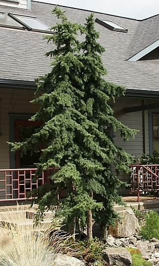 Tsuga mertensiana Mountain Hemlock - Kigi Nursery