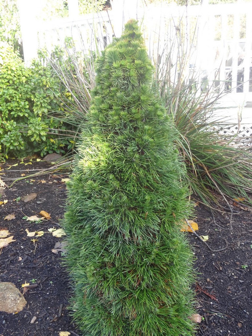 Pinus sylvestris ' Green Penguin ' Dwarf Scot's Pine - Kigi Nursery