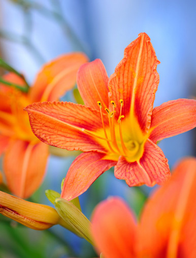 Orange Daylily For Sale | Buy Hemerocallis Fulva Wholesale