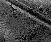 Detail of naked leather.