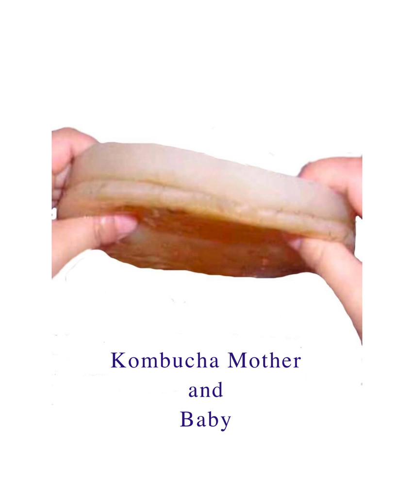 The Kombucha mushroom or gelatinous gel that forms on the top of the brew produced during this process is fondly referred to as a SCOBY, or MOTHER. Mother being used to differentiate between the original SCOBY and the new SCOBY that is produced typically each brewing cycle.