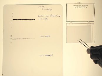 western blot definition