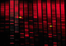 RNAspectra FDD Kits (for Fluorescent Differential Display)