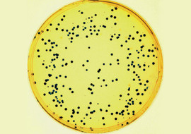 PCR-TRAP Cloning System