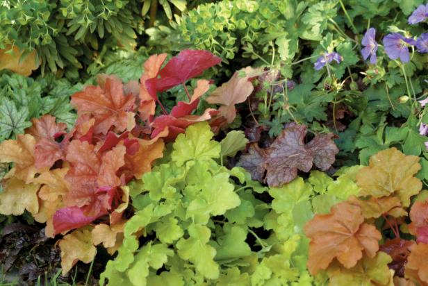 Heuchera in the Garden Heuchera in the garden