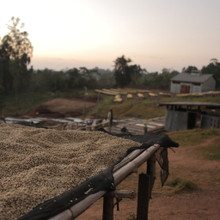 Ethiopia Sidama Full City Roast Coffee