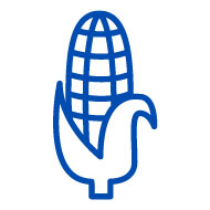 Corn