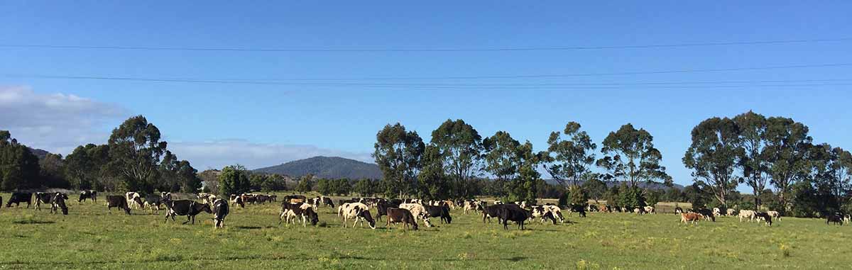 dairy-bar-berry-fresian-cows.jpg