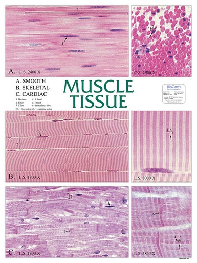 Wall Chart - Muscle Tissue - Biologyproducts.com