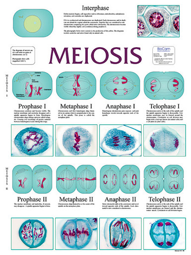 Wall Chart - Meiosis - Biologyproducts.com