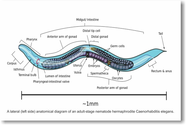 Anatomical Diagram of an Adult-stage Nematode - NEW Classroom Anatomy ...