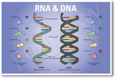 DNA & RNA NEW CLASSROOM BIOLOGY SCIENCE POSTER (ms142)