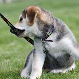 puppy-chewing-leash.jpg