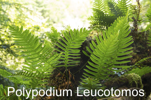 Kalawalla with Polypodium Leucotomos 50:1 Extract Ratio - The Highest Extract Ratio Available Anywhere and The Most Potent Polypodium Product On The Market