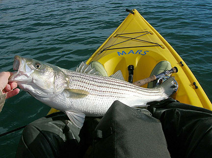 Striped Bass Caught From A Kayak