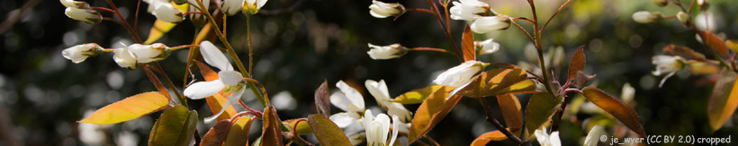 amelanchier-new-banner.jpg