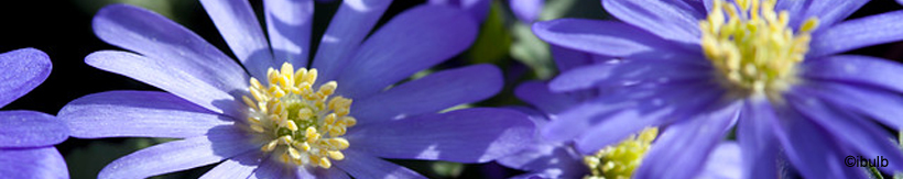 anemone-banner.jpg