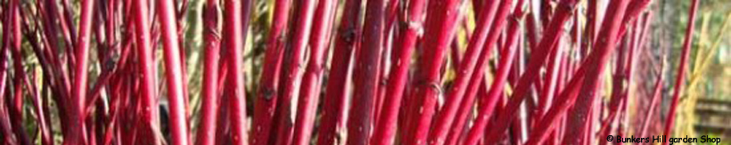 cornus-banner.jpg