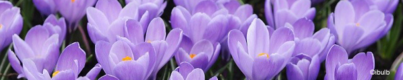 crocus-banner.jpg