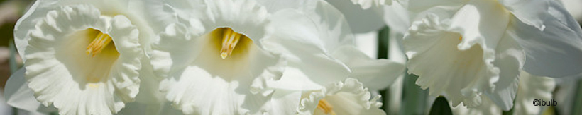 daffodils-banner.jpg