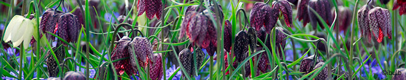 fritillaria-banner.jpg