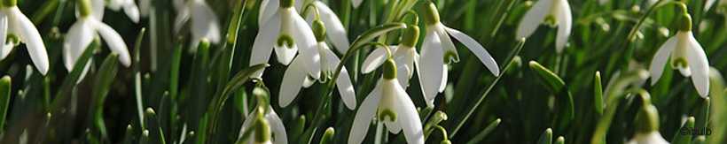 galanthus-banner.jpg