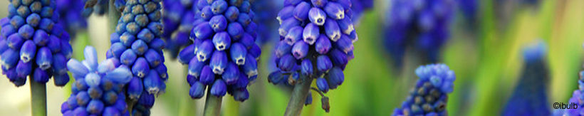 muscari-banner.jpg