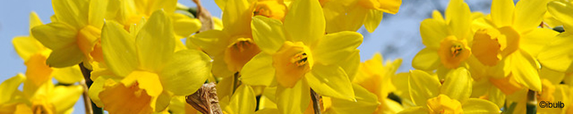 narcissi-banner.jpg