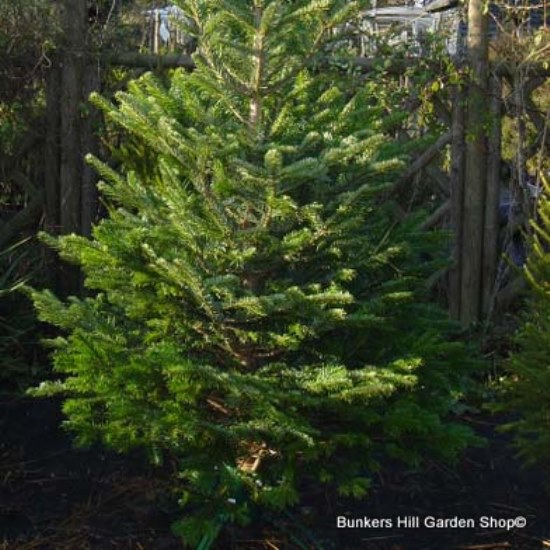 planting norway spruce bare root planting norway spruce bare root