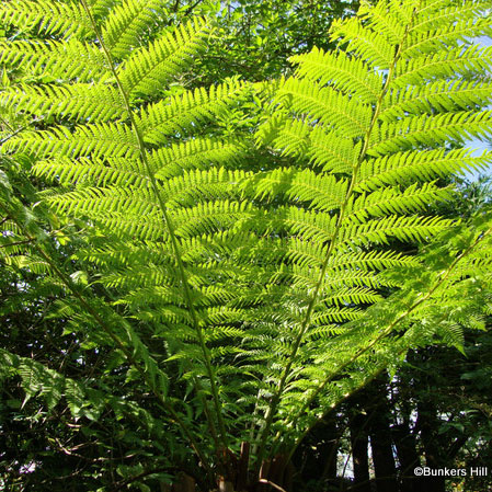 tree fern ferns feed standard3