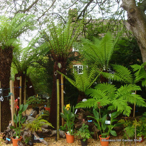 tree-fern-view-square.jpg