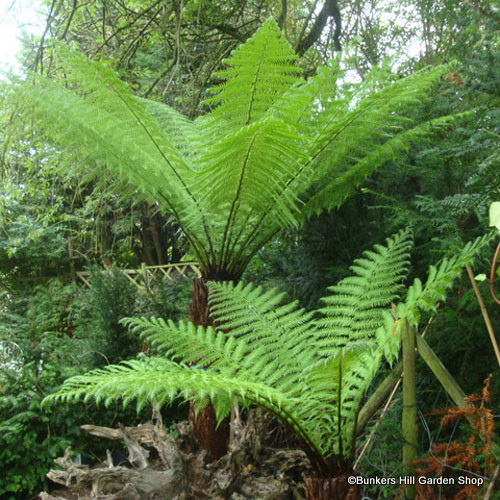 tree-fern-view3-square.jpg