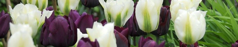 tulip-banner.jpg
