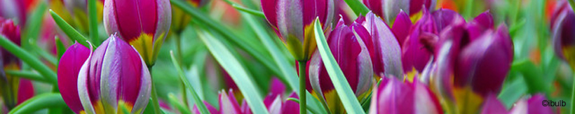 tulip-botanical-species-banner.jpg
